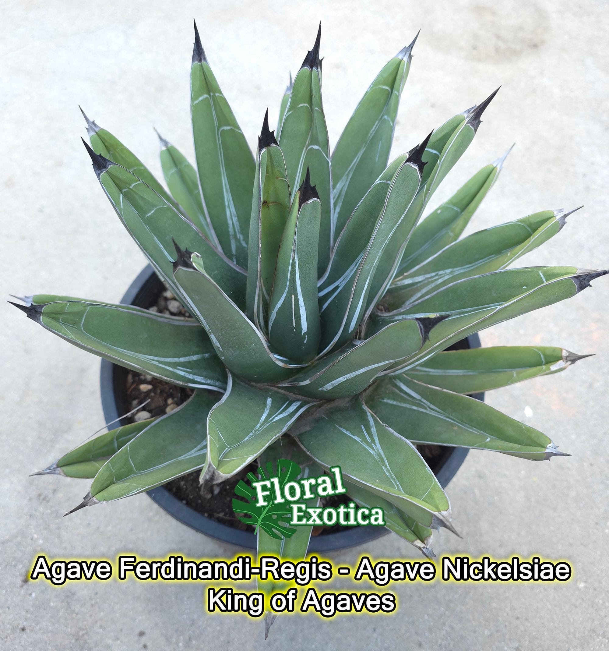Agave Ferdinandi-regis: King of Agaves, Triangular Silver-marked