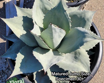 Ovatifolia vanize Whale's Tongue Agave - Etsy