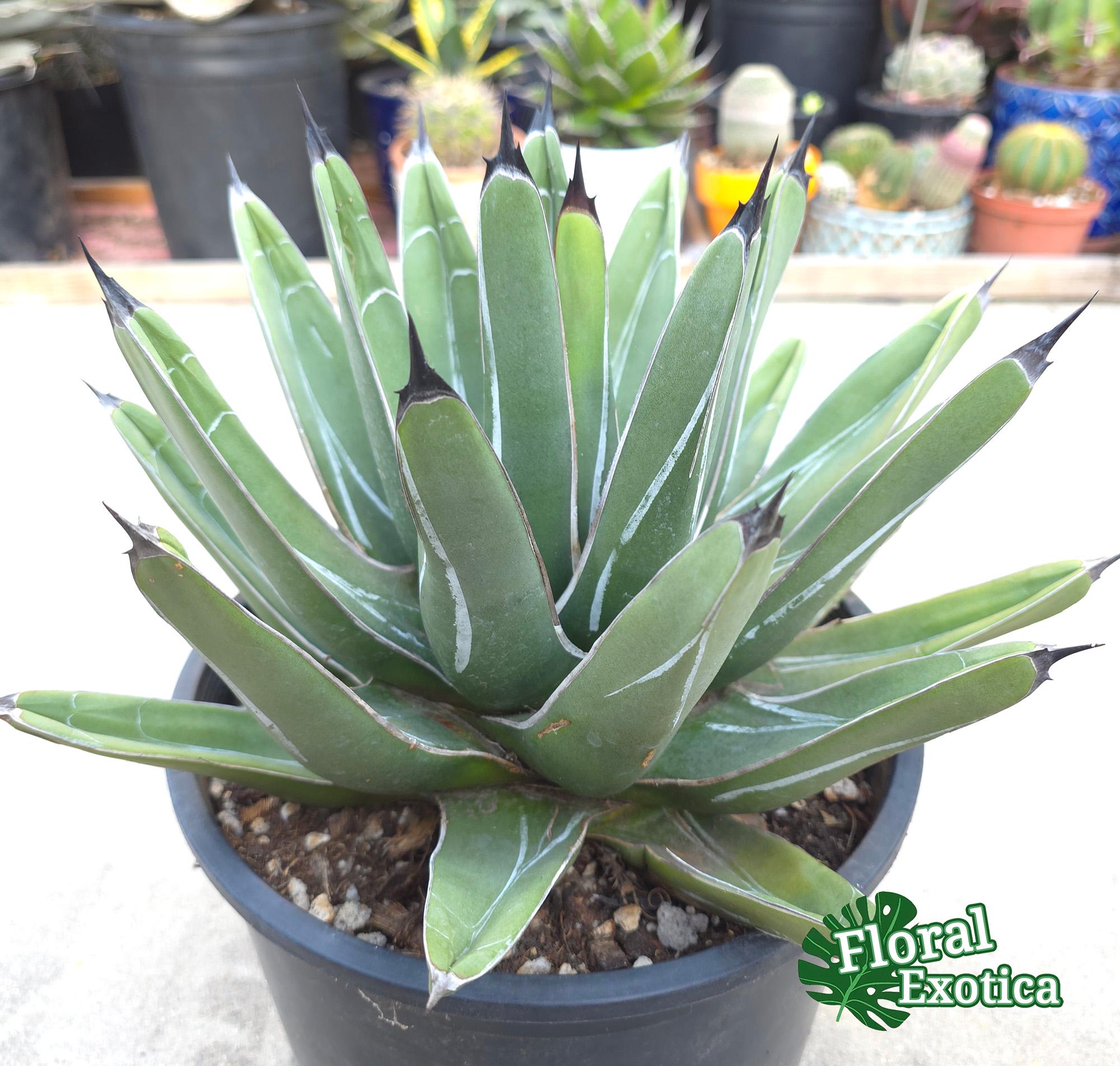 asperrima× ferdinandi-regisのハイブリッド（Z） Agave Ferdinandi-regis: King of Agaves, Triangular Silver-marked
