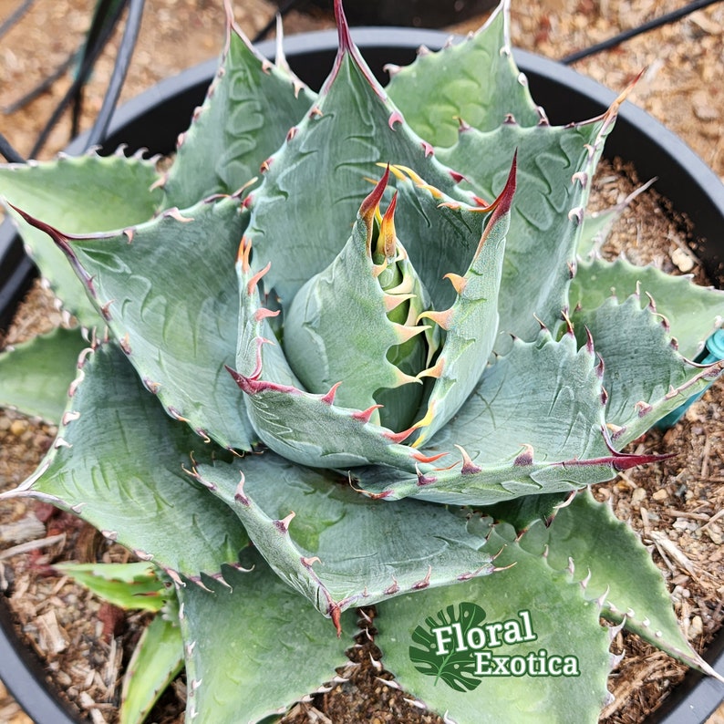 Agave Parrasana 'Globe' アガベパラサナ グローブ 龍舌蘭専門店 Specialty Agave Shop US Stock 植物検疫証明書付きで出荷 image 7