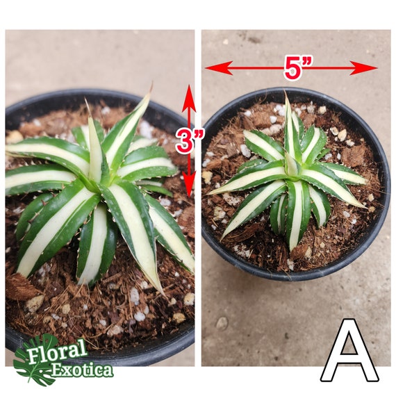 Agave Horrida Mediopicta Alba - アガベホリダメディオピクタ Agave Horrida Mediopicta Alba - アガベホリダメディオピクタ