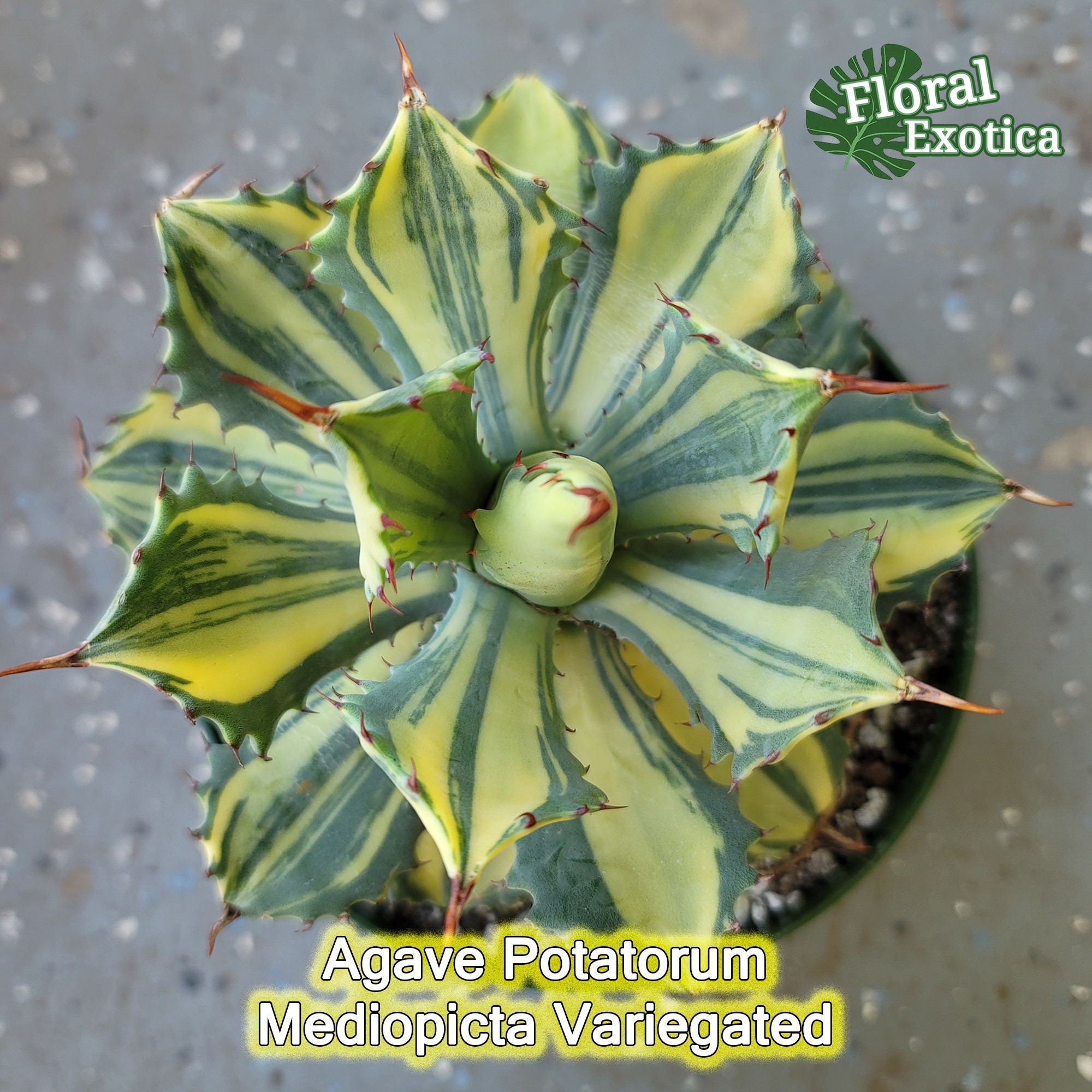 Variegated Agave Potatorum - MP Streak Ornamental Clumping Agave - Etsy