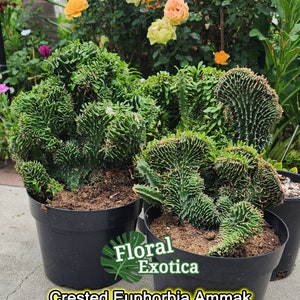 Crested Euphorbia Ammak  -  African Candelabra