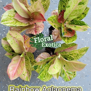 Specialty Aglaonema - Rainbow Aglaonema &#39;Pink Emerald&quot;