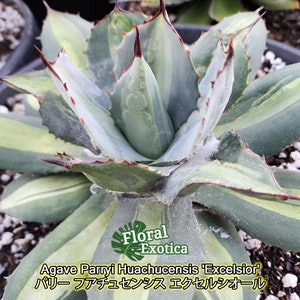 Agave Parryi Huachucensis &#39;Excelsior&#39; - パリー フアチュセンシス エクセルシオール - 虚空藏淺中斑 - 龍舌蘭専門店 - Specialty Agave Shop - US Stock - 植物検疫証明書付きで出荷