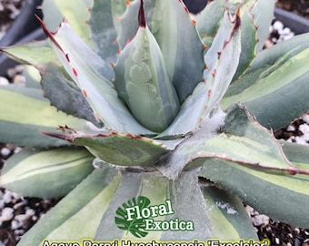 Agave Parryi Truncata 'Orizaba' - アガベ パリー トランカタ