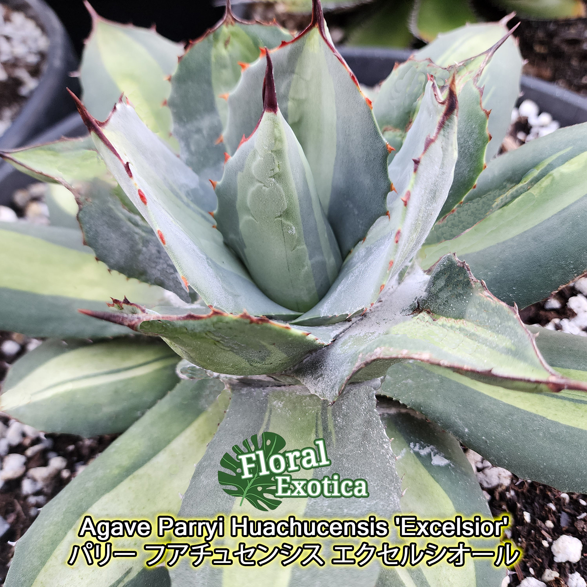 3多肉植物 アガベ 吉祥天錦パリー ホーチエンシス 10株同捆 【公式通販】