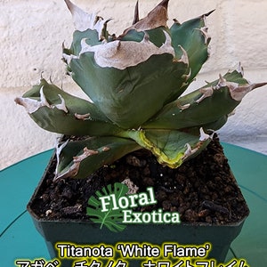 Collector Titanota "White Flame"- アガベ　チタノタ　ホワイトフレイム - 白火嚴龍 - 希少植物 - Rare Specimen - 龍舌蘭専門店 - Specialty Agave Shop - US Stock - 植物検疫証明書付きで出荷