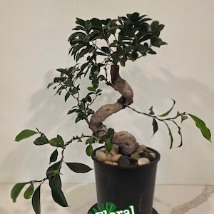 Fully Trained Premium Ficus Bonsai 10+ year old specimen - Ficus Retusa - Gracefully Winding Branches - Requires Final Finishing Touches