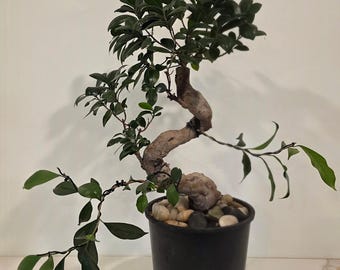 Ficus Retusa Bonsai – 10+ Year Specimen with Winding Branches - Exact Specimen