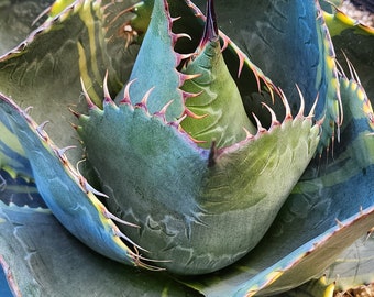 Agave Parrasana Agave Parrasana