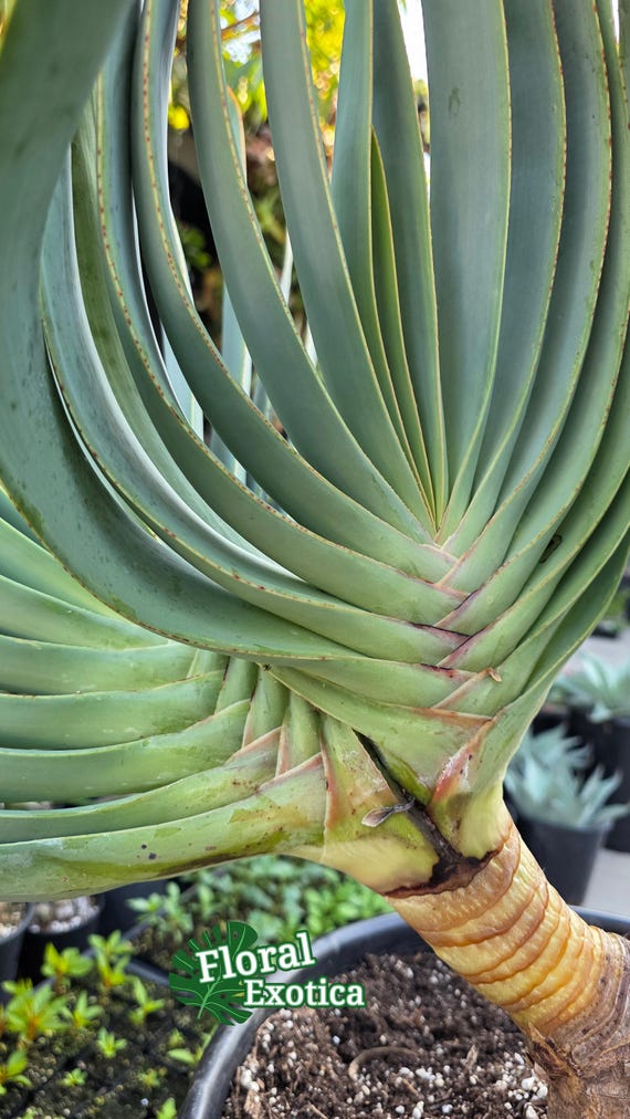 10 Graines Aloe Plicatilis (Éventail) - Aloe Arbustif Résistant - Plante Méditerranéenne