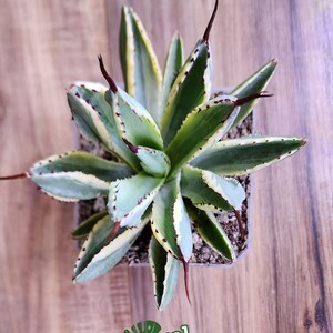 Agave Potatorum Cubic Alba Variegated アガベ ポタトラム キュービック錦 希少株 斑入り 希少植物 Rare 龍舌蘭専門店 Specialty Agave Shop US Stock 植物検疫証明書付きで出荷 Bild 4