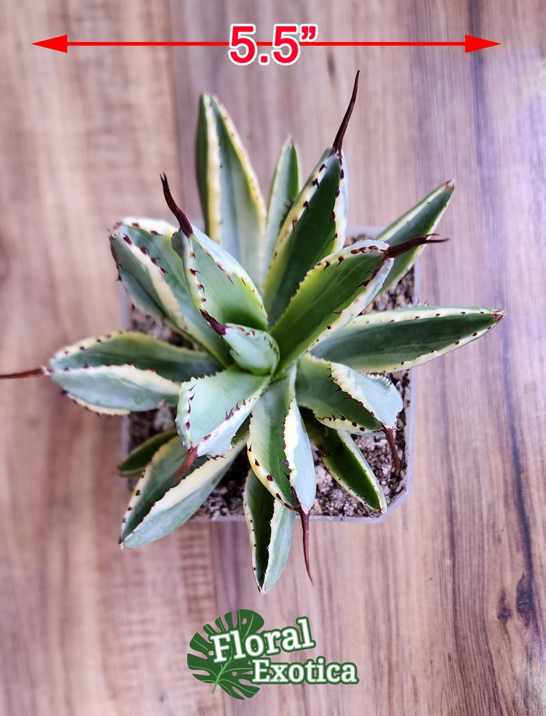 Agave Potatorum Cubic Alba Variegated アガベ ポタトラム キュービック錦 希少株 斑入り 希少植物 Rare 龍舌蘭専門店 Specialty Agave Shop US Stock 植物検疫証明書付きで出荷 Bild 4