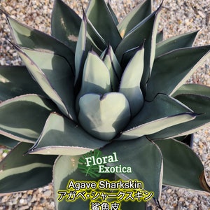 Agave Sharkskin Shoes - アガベシャークスキン - 鯊魚皮 - 龍舌蘭専門店 - Specialty Agave Shop - US Stock - 植物検疫証明書付きで出荷