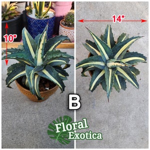 Swirly Agave - Agave Mediopicta Alba Swirly Sport - Tornado Agave - Compact Agave - Rare Agave Sport - US Stock