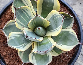 Agave Parryi Truncata 'orizaba' - アガベ パリー トランカタ