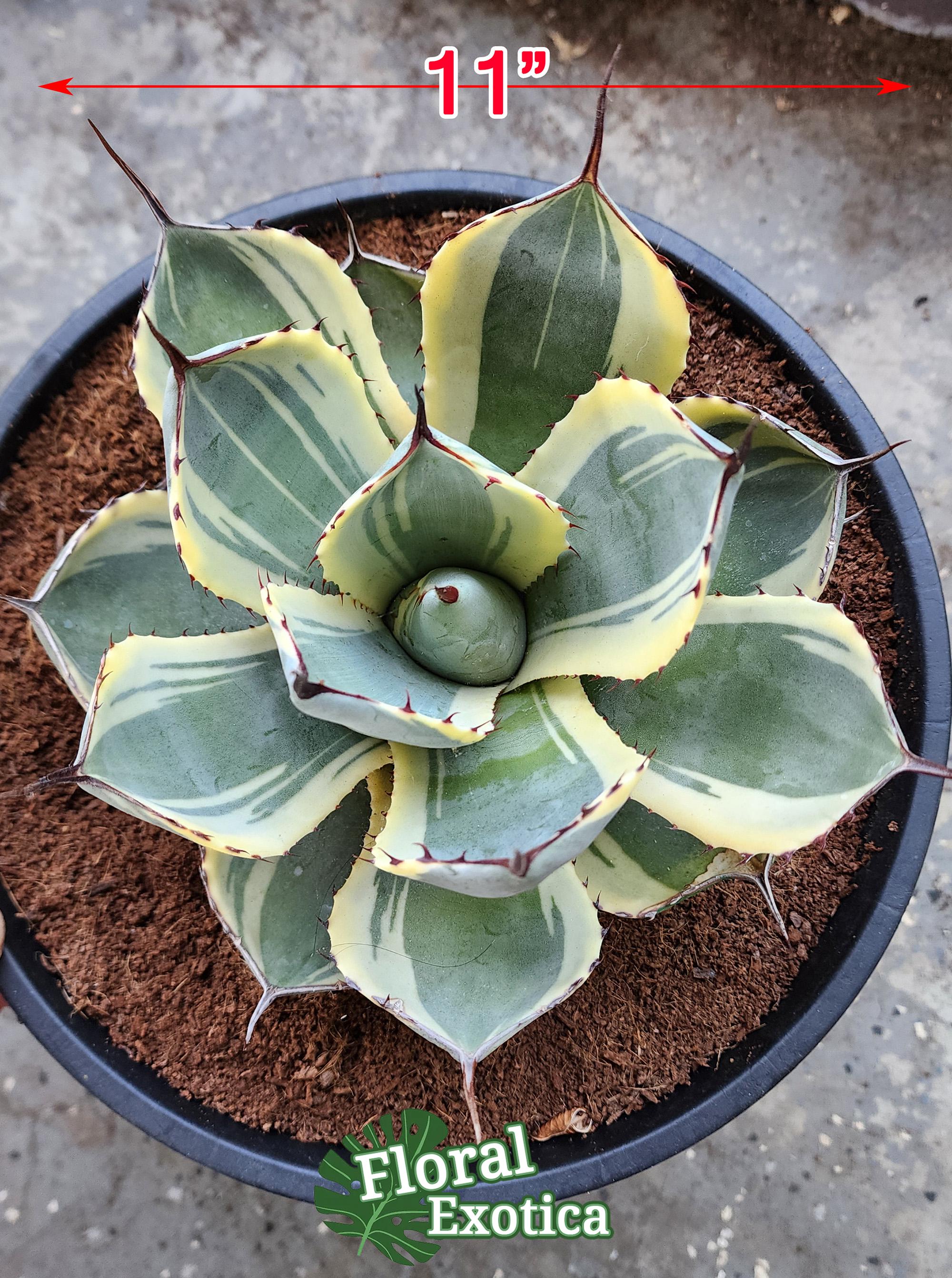 Agave Parryi Truncata 'orizaba' - アガベ パリー トランカタ