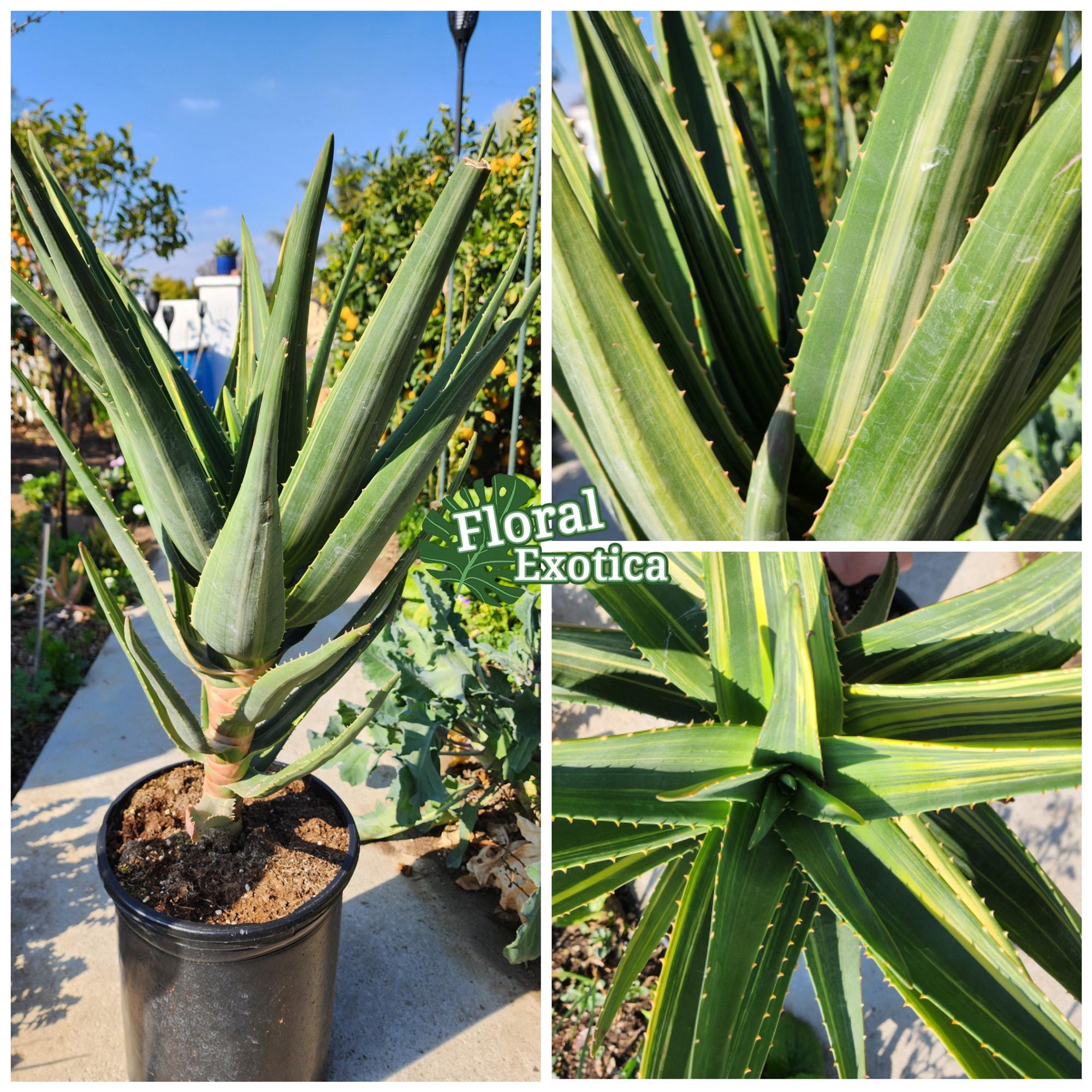 斑入りアロエ・ヘラクレス – 希少コレクター標本樹木アロエ - Etsy 日本