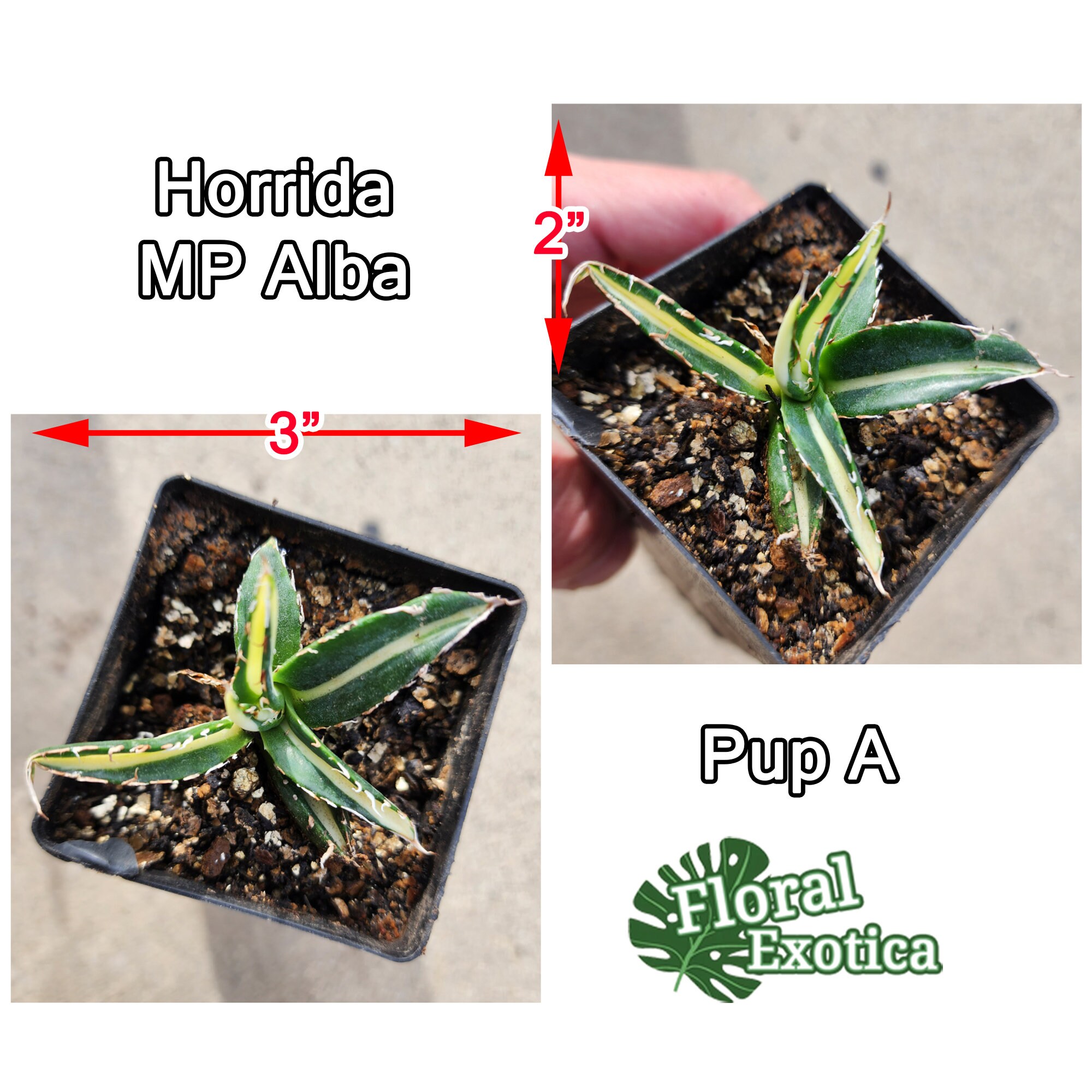 Agave Horrida Mediopicta Alba - アガベホリダメディオピクタ Agave Horrida Mediopicta Alba - アガベホリダメディオピクタ