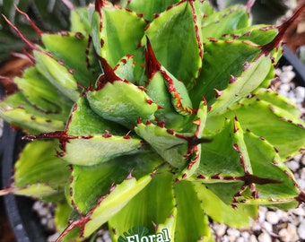 Agave Potatorum Cubic Variegated - アガベ ポタトラム キュービック