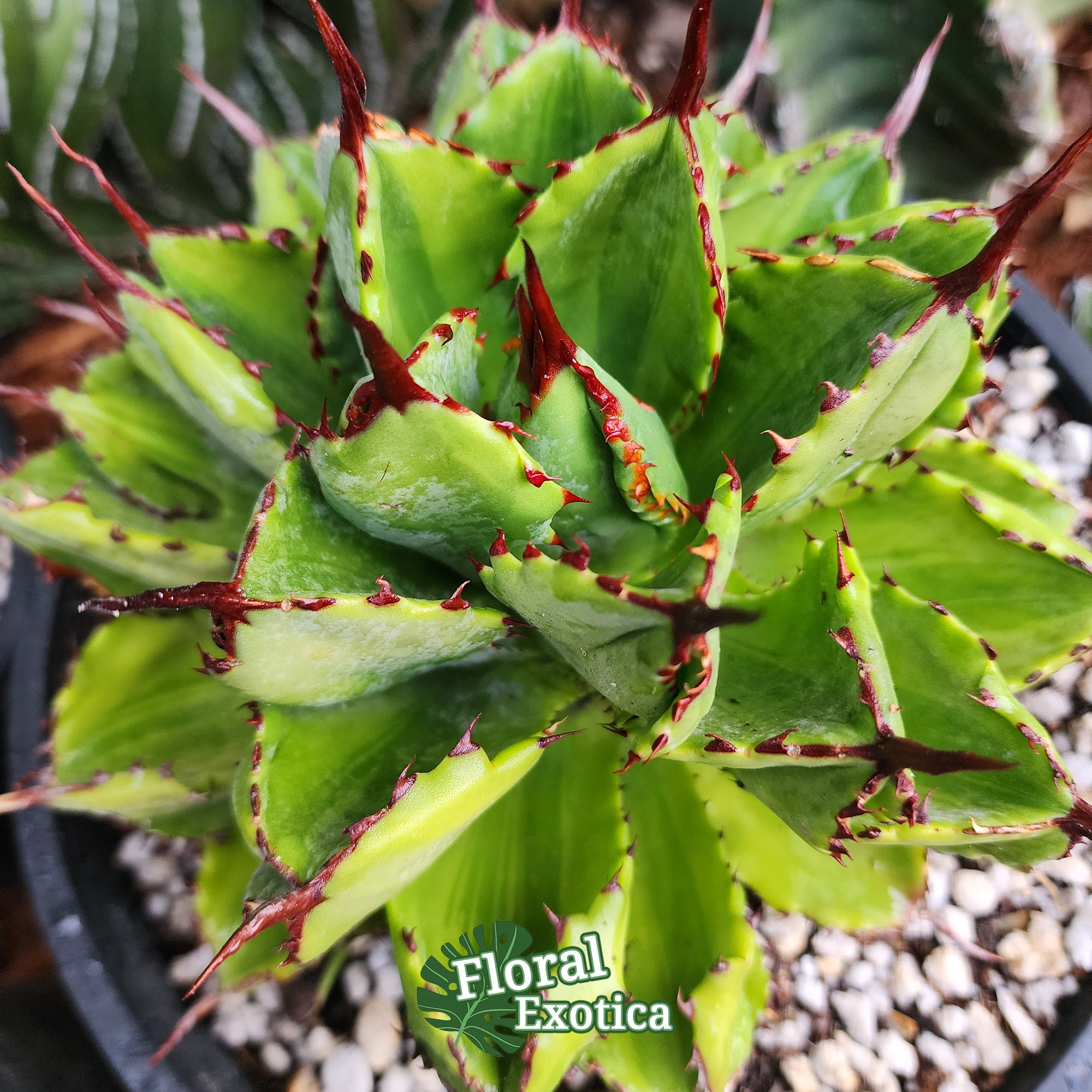 jaga be　アガベ CATEGORY AGAVE -アガベ- | LIT PLANTS l リットプランツ