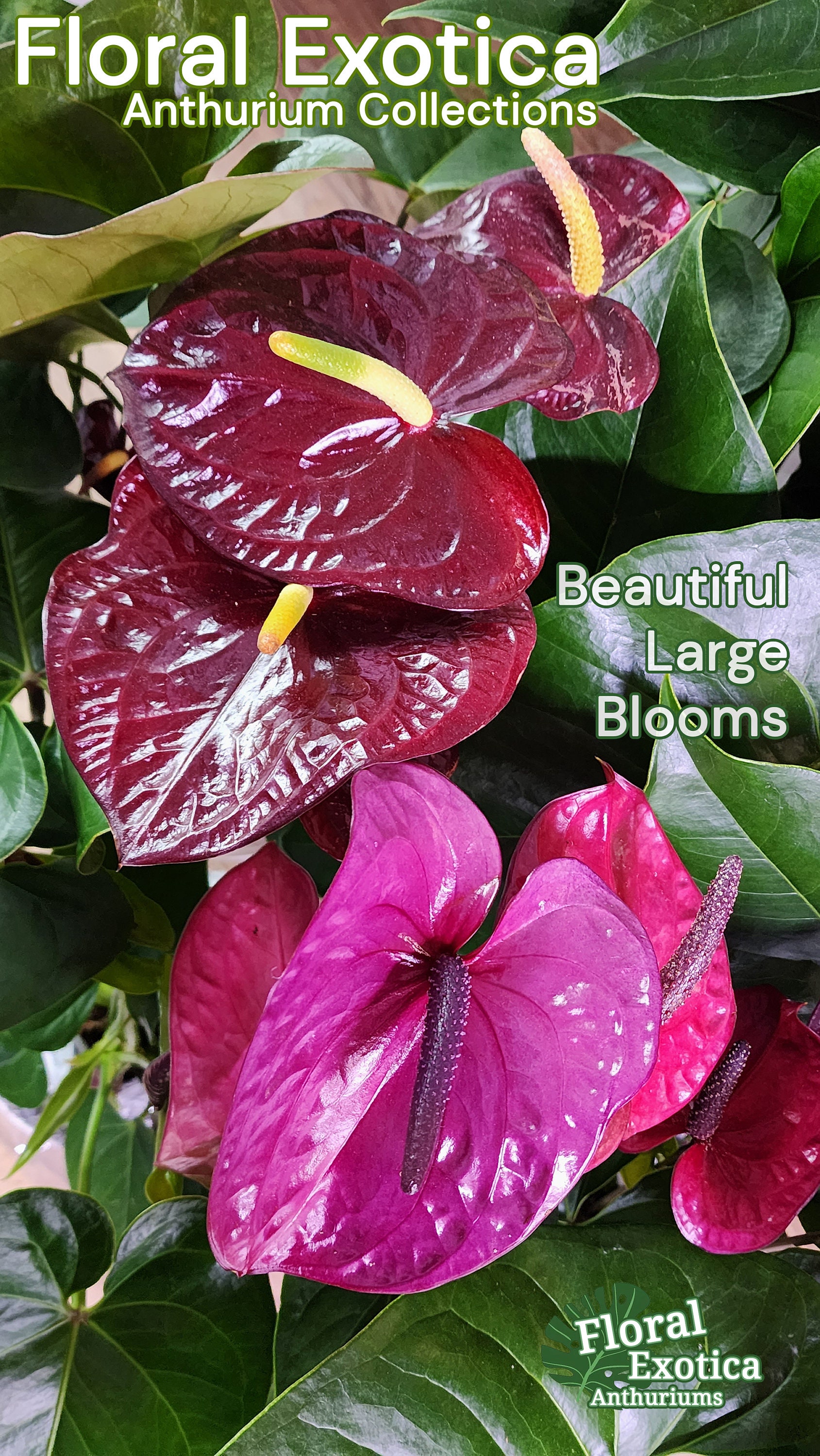Purple Anthurium Plant - Utah - Florist Quality - Etsy