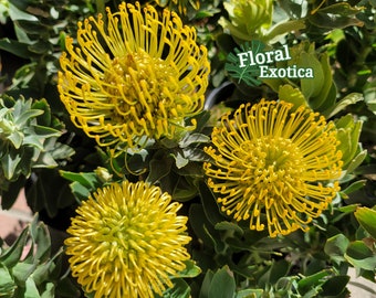 Portea Yellow - Leucospermum Hybrid - Blooming Large Plants Not Seedlings - Drought Tolerant - Limited Seasonal Item
