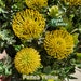 see more listings in the Unique Plants section