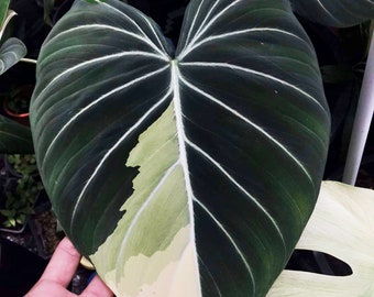 Variegated Philodendron Gloriosum - High Profile RARE Collector Plant - Via Special Order Only - Message for Details