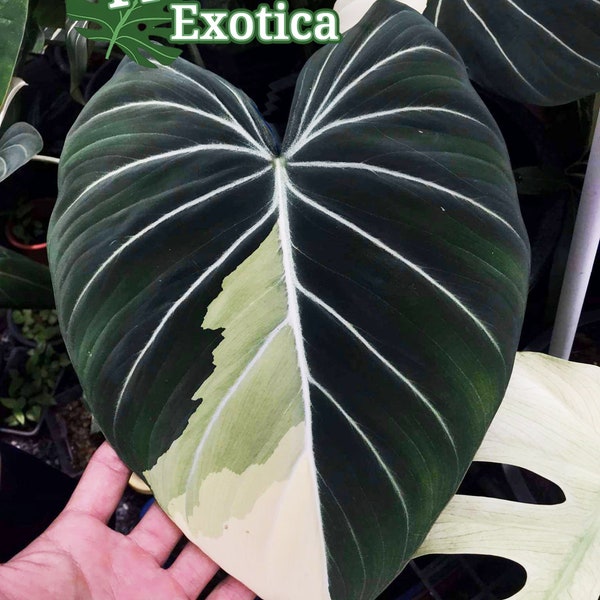 Variegated Philodendron Gloriosum - High Profile RARE Collector Plant - Via Special Order Only - Message for Details