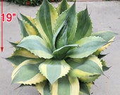 Ovatifolia 