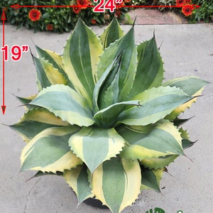 Ovatifolia &quot;Orca&quot; - Whale&#39;s Tongue Agave - アガベ オバティフォリア オルカ - 鯨魚舌頭覆輪 - - 希少植物 - Rare Specimen - 龍舌蘭専門店 - - US Stock - 植物検疫証明書付きで出荷