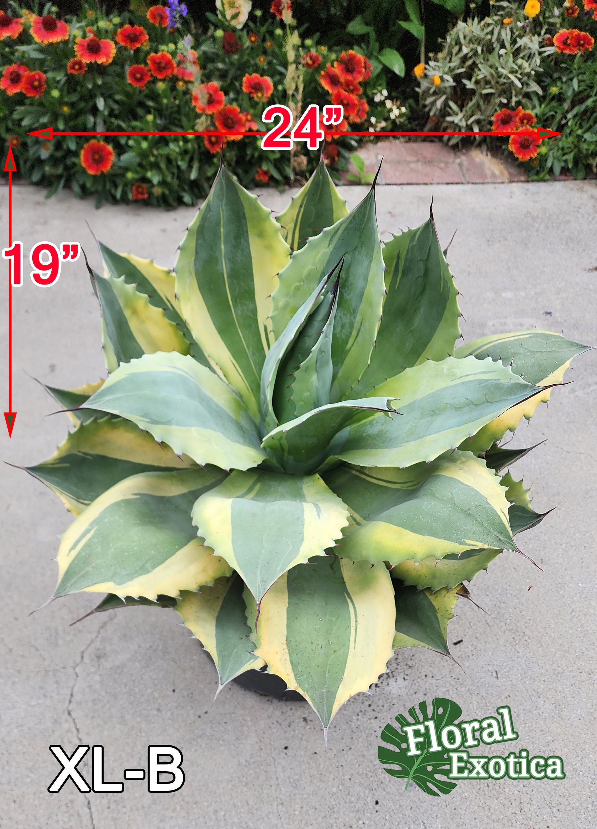 アガベ Agave ovatifolia Killer オルカ 希少株 -