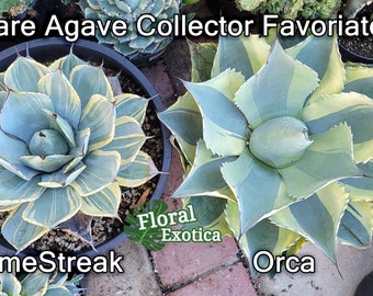 ウ*ニ様 アガべ ‘オルカ’ AGAVE OVATIFOLIA ‘ORCA’ Ovatifolia 