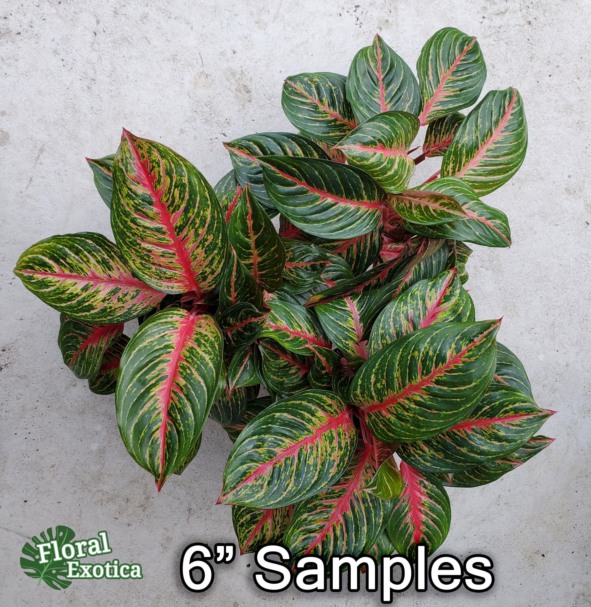 dracaena indoor 5' Dracaena Plant UV Resistant (Indoor/Outdoor)