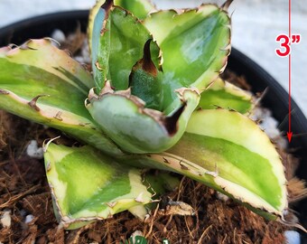 Variegated Titanota Black and Blue - チタノタ ブルーボール - 籃球
