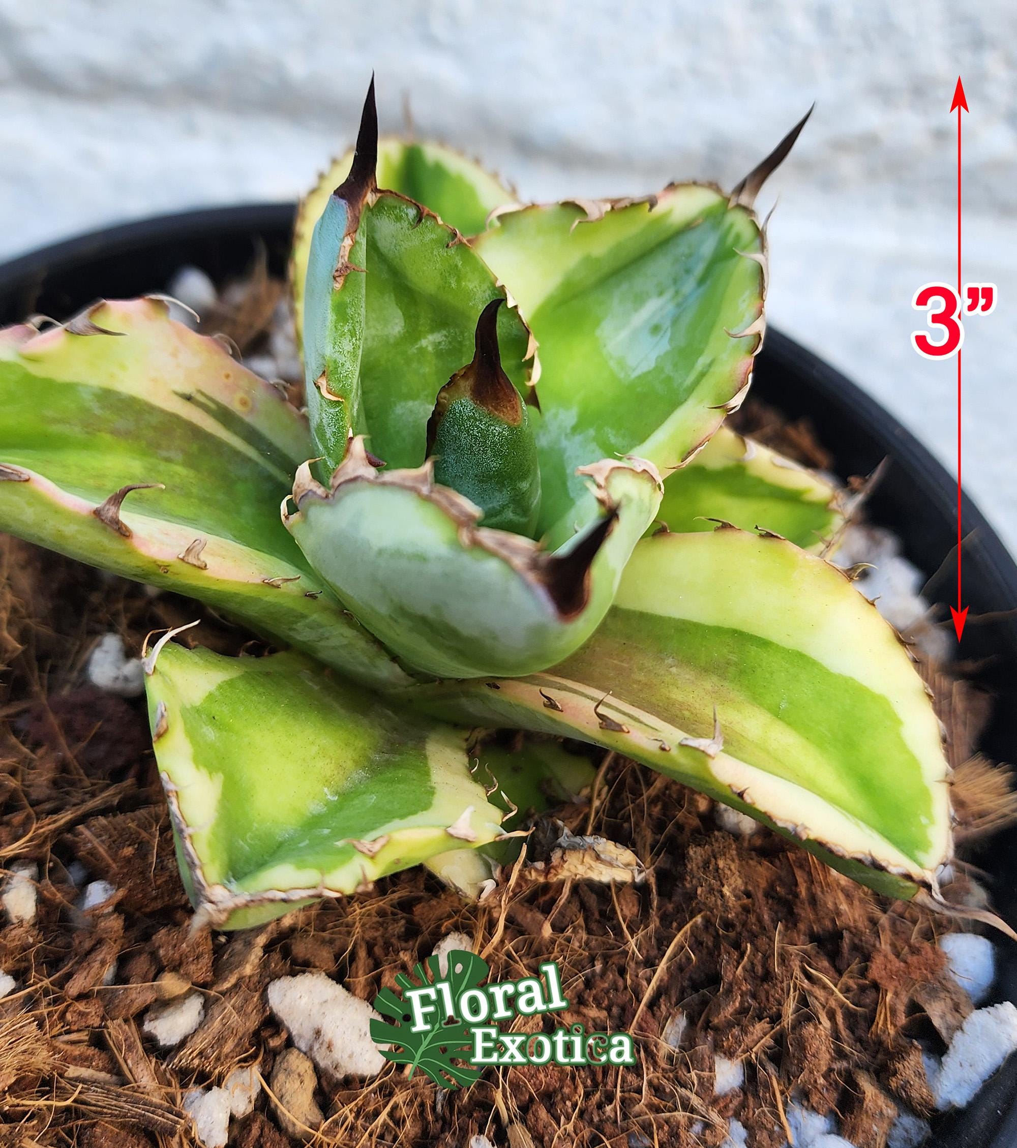 Variegated Titanota Black and Blue - チタノタ ブルーボール - 籃球