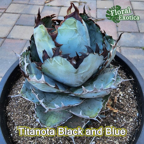 Agave titanota B&B.B from the U.S. Agave titanota 'Sunburst