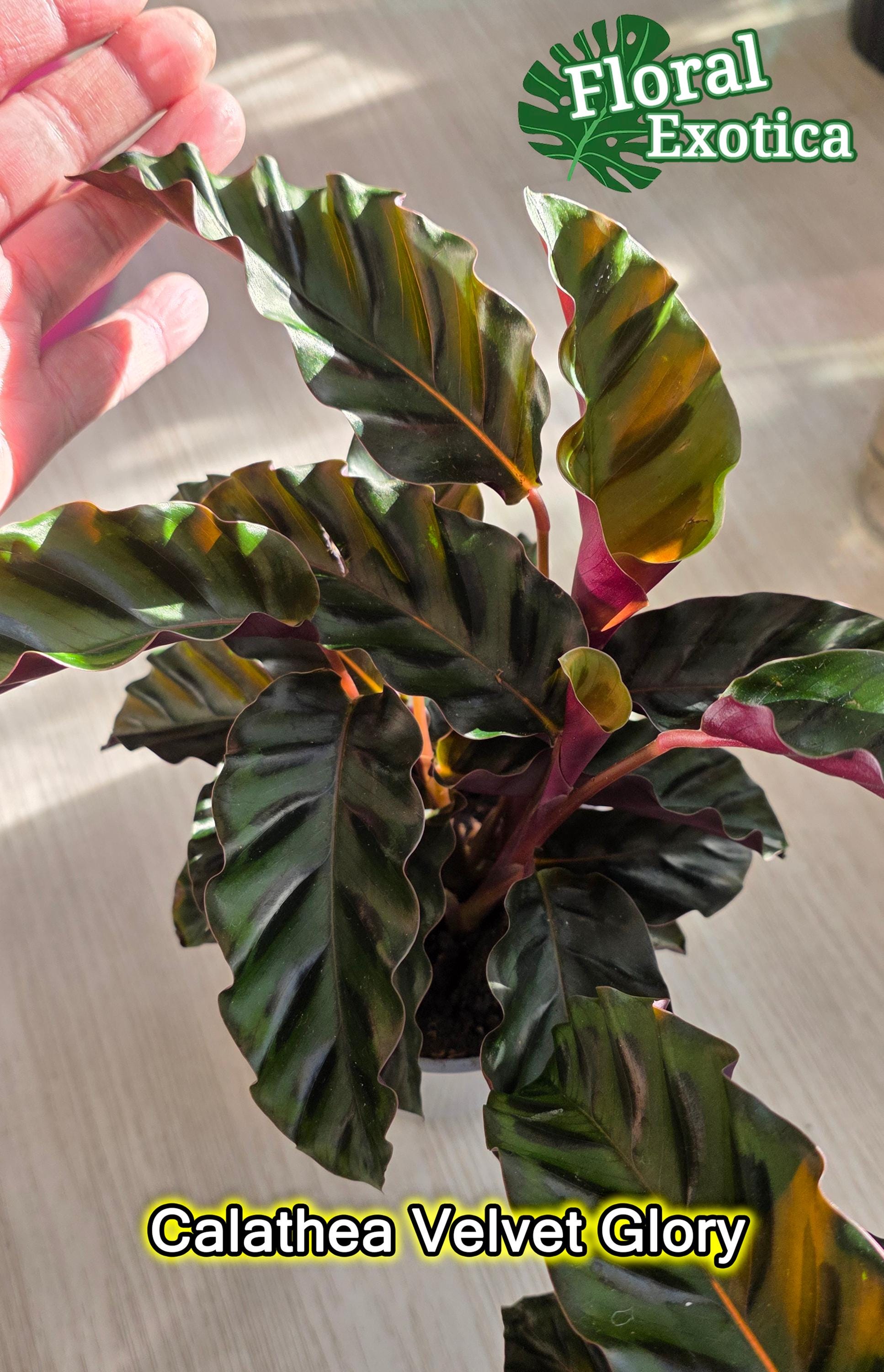 efeu topf Buy Epipremnum aureum – Golden Pothos – MO BLUMEN