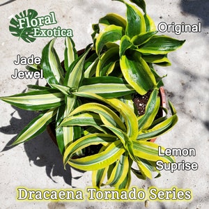 Dracaena Frangrans - Tornado Series - New Introduction - Popular Interior Designers Houseplant