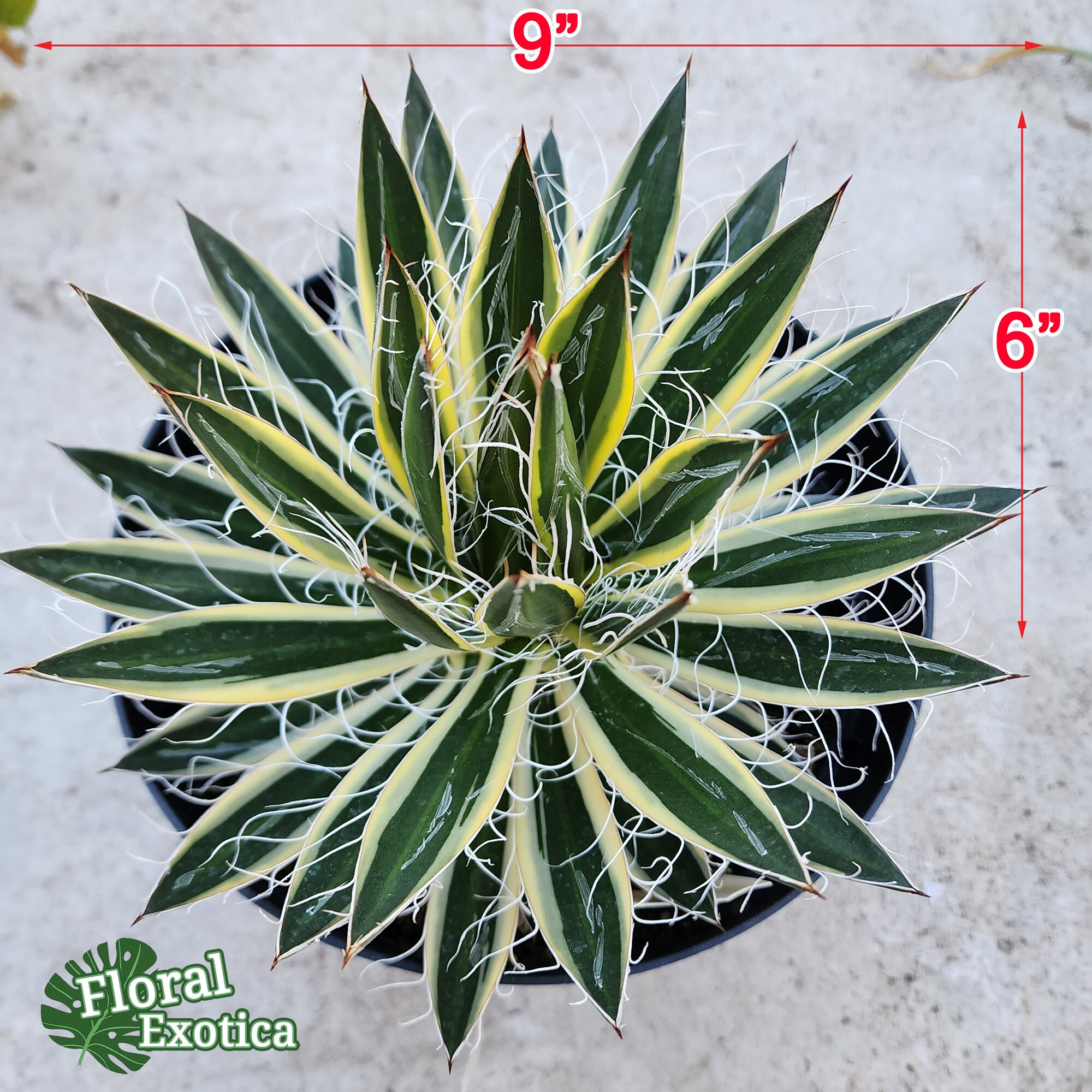 Agave Filifera Schidigera 'shira Ito No Ohi' - アガベ シジゲラ