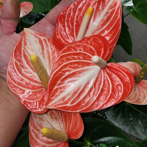 Anthurium Livium - Etsy
