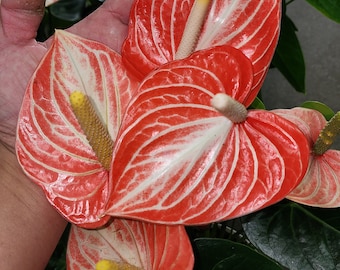 Anthurium Aren't You Orange Starter Plant (ALL STARTER PLANTS Require You to  Purchase 2 Plants!) - Etsy