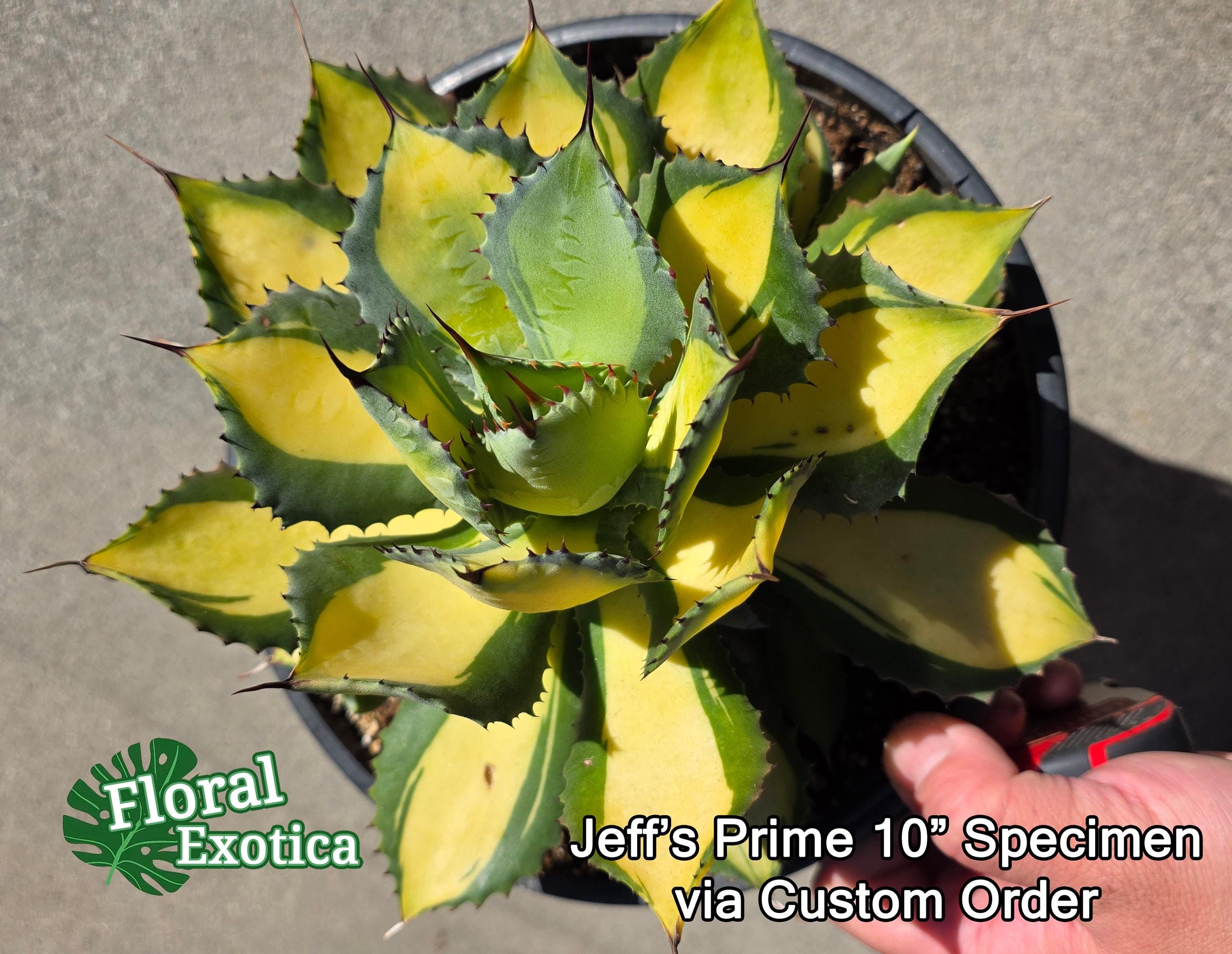 Agave Isthmensis 