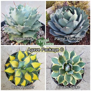 Our Best Bundled Agave Starter Packages - アガベパッケージ - 龍舌蘭専門店 - Specialty Agave Shop - US Stock - 植物検疫証明書付きで出荷