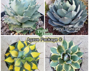 Our Best Bundled Agave Starter Packages - アガベパッケージ - 龍舌蘭専門店 - Specialty Agave Shop - US Stock - 植物検疫証明書付きで出荷