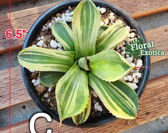 Agave Parryi Truncata 'Limestreak' - アガベ ライムストリーク