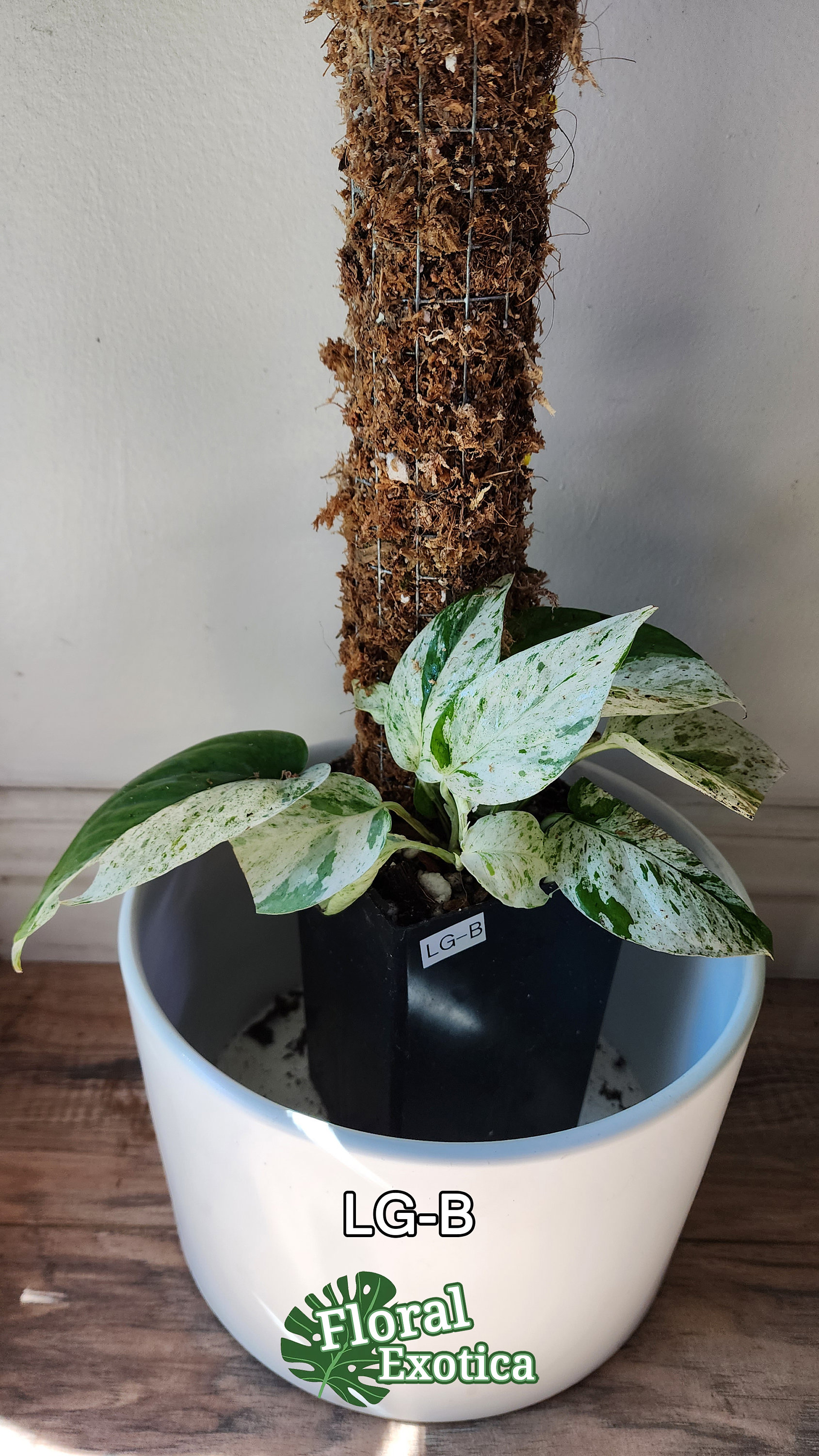 Variegated Epipremnum Pinnatum Marble Rare Epipremnum Collector Plant US  Stock 