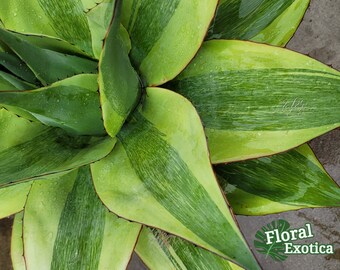 Variegated Ovatifolia 
